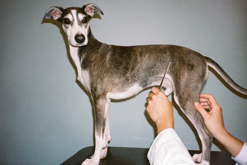 A dog standing on a grooming table being combed through
