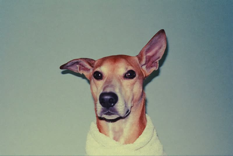 A small puppy wrapped in a towel after a wash