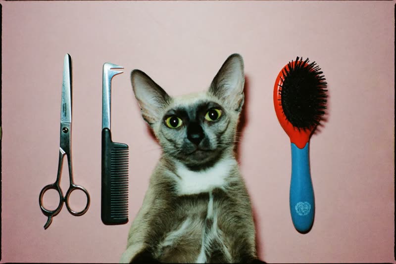 A cat resting beside a row of grooming combs and brushes
