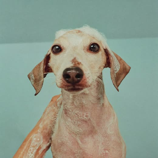 A cockapoo having its face trimmed with scissors